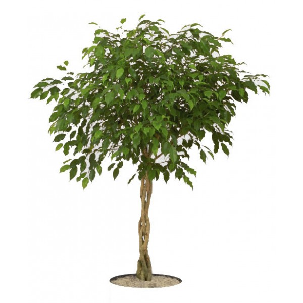 FicusBenjaminaBraidnopot 600x600